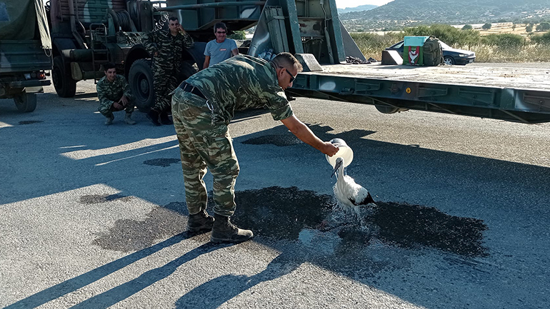 Μυτιλήνη: Στρατιωτικός διέσωσε πελαργό που είχε καεί στα πόδια από πυρκαγιά